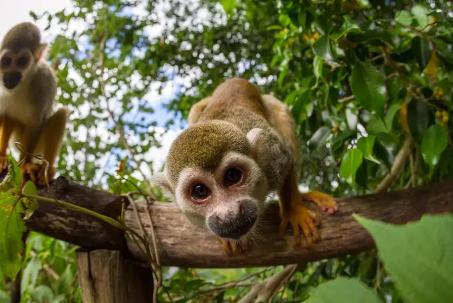 10. Monkeyland VIP Experience